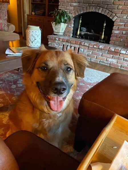 Tilly missing sales dog